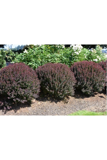 Berberis thunbergii Pygmy Ruby